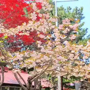 彌彦神社 (伊夜日子神社)の自然(2025年05月15日(木) 10時18分30秒投稿)
