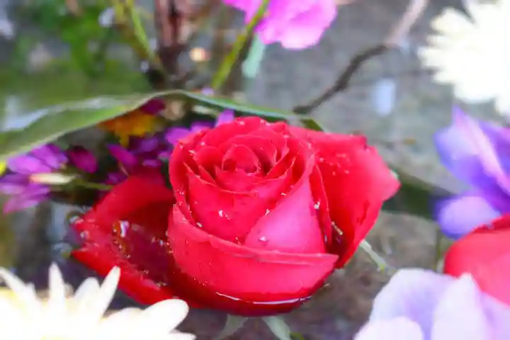 三津厳島神社の手水舎