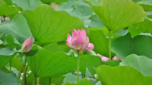 大覚寺の自然