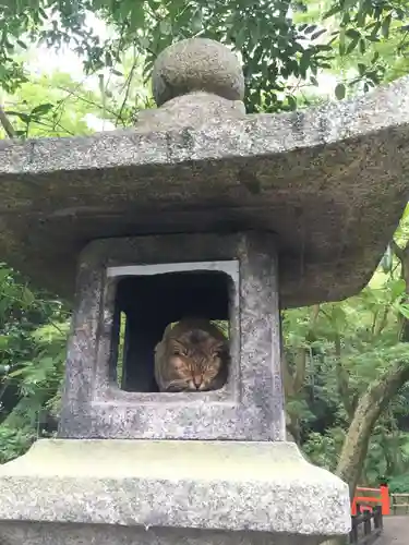 伏見稲荷大社の動物