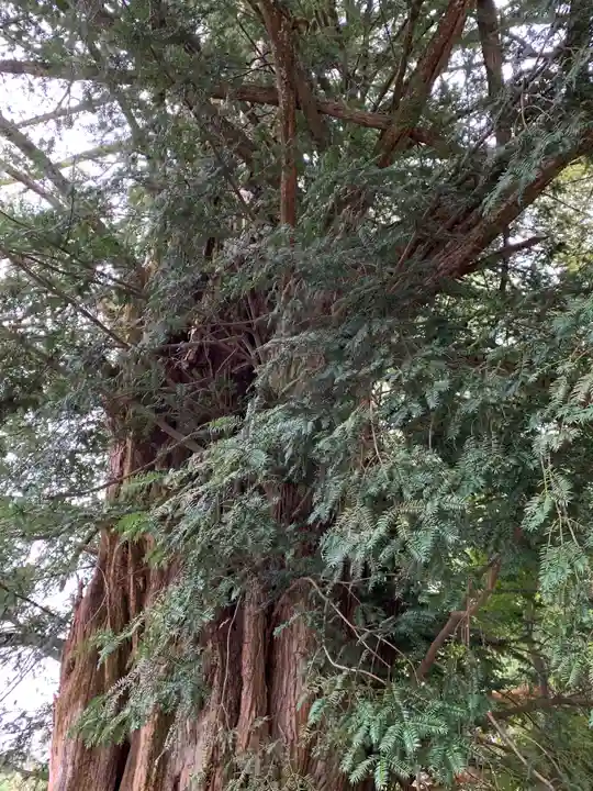 元三大師安楽寺の自然