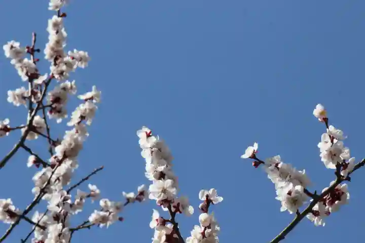 国宝 大法寺の自然