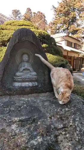 常宣寺の動物