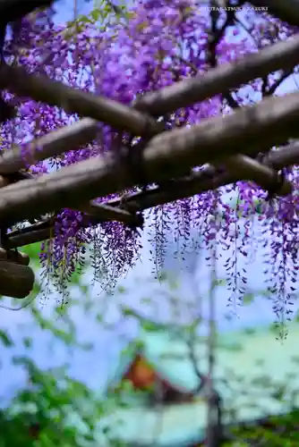 亀戸天神社(東京都)