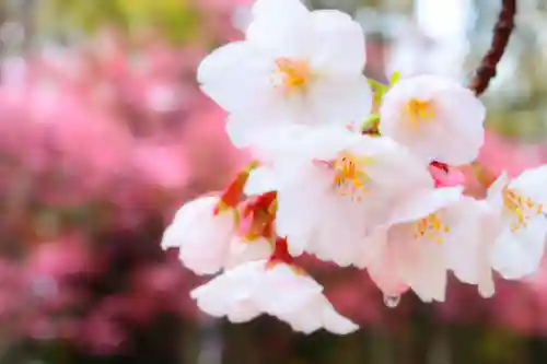 三津厳島神社の自然