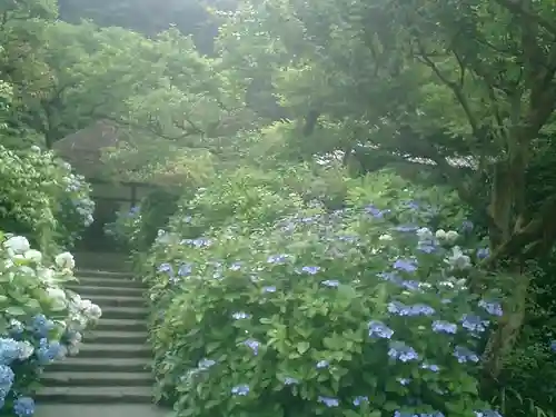 明月院の庭園