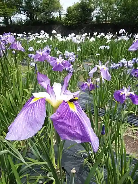 伊佐須美神社の自然