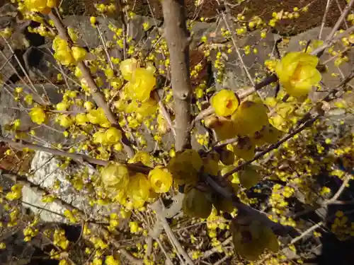 横浜　西方寺の自然