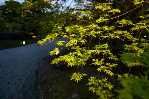 東寺（教王護国寺）(京都府)