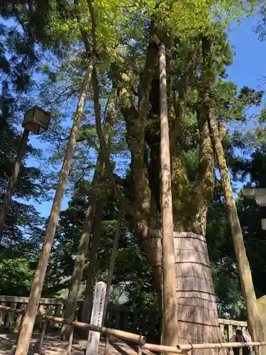 白山比咩神社の自然