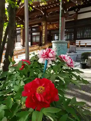 成願寺(東京都)