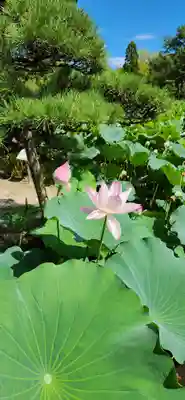 白山神社(新潟県)