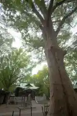 小杉神社(神奈川県)