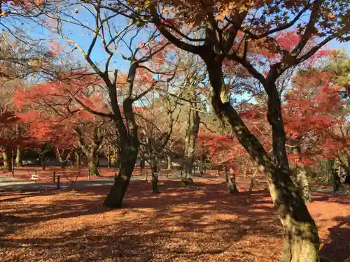 東福禅寺（東福寺）の自然