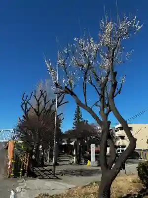 北野天神（仲六郷北野神社）の{uncategorized: "未分類", other: "その他", undefined: "問題あり", building: "その他建物", grave: "お墓", sacred_gate: "鳥居", guardian: "狛犬", statue: "像", buddha: "仏像", history: "歴史", nature: "自然", garden: "庭園", animal: "動物", pagoda: "塔", temizu: "手水舎", mountain_gate: "山門・神門", sanctuary: "本殿・本堂", subordinate: "末社・摂社", art: "芸術", scenery: "景色", jizo: "地蔵", ema: "絵馬", goshuin: "御朱印", omikuji: "おみくじ", items: "授与品その他", amulet: "お守り", goshuincho: "御朱印帳", eats: "食事", festival: "お祭り", votive_dance: "神楽", shichigosan: "七五三参", wedding: "結婚式", experience: "体験その他", initially: "初詣", around: "周辺", anti_infection: "感染症対策"}