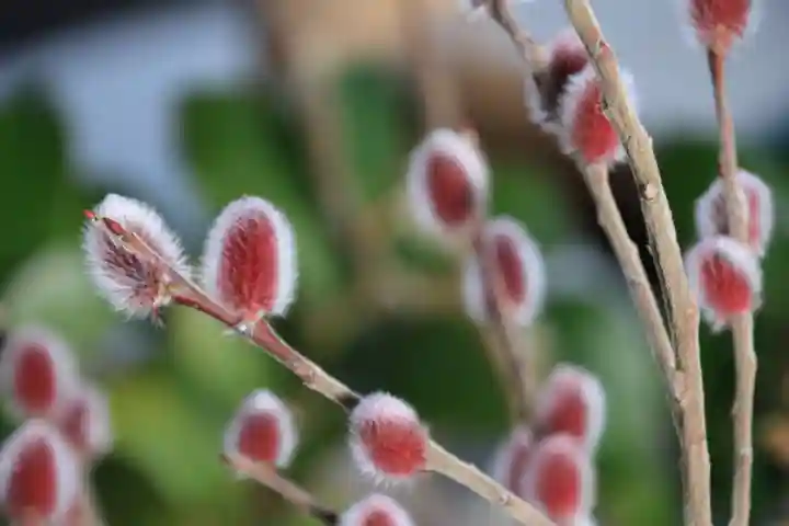 高司神社〜むすびの神の鎮まる社〜の手水舎