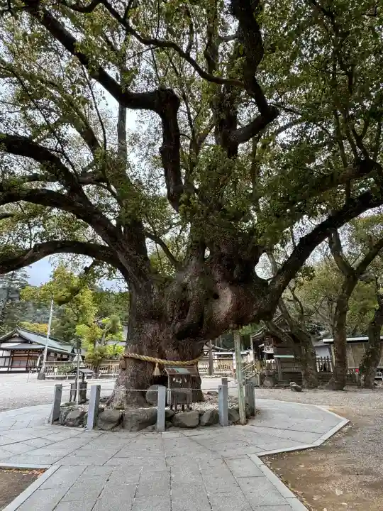 大麻比古神社の{uncategorized: "未分類", other: "その他", undefined: "問題あり", building: "その他建物", grave: "お墓", sacred_gate: "鳥居", guardian: "狛犬", statue: "像", buddha: "仏像", history: "歴史", nature: "自然", garden: "庭園", animal: "動物", pagoda: "塔", temizu: "手水舎", mountain_gate: "山門・神門", sanctuary: "本殿・本堂", subordinate: "末社・摂社", art: "芸術", scenery: "景色", jizo: "地蔵", ema: "絵馬", goshuin: "御朱印", omikuji: "おみくじ", items: "授与品その他", amulet: "お守り", goshuincho: "御朱印帳", eats: "食事", festival: "お祭り", votive_dance: "神楽", shichigosan: "七五三参", wedding: "結婚式", experience: "体験その他", initially: "初詣", around: "周辺", anti_infection: "感染症対策"}
