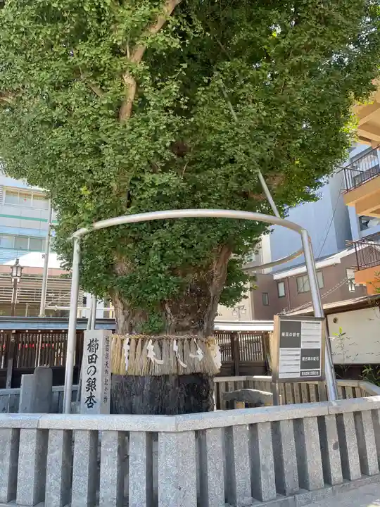 櫛田神社の自然