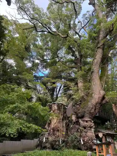 來宮神社(静岡県)