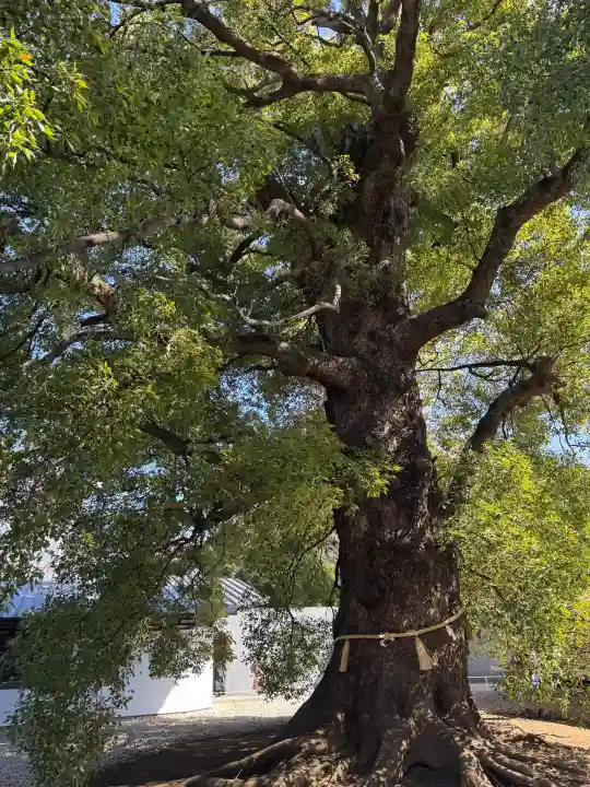 上野東照宮の{uncategorized: "未分類", other: "その他", undefined: "問題あり", building: "その他建物", grave: "お墓", sacred_gate: "鳥居", guardian: "狛犬", statue: "像", buddha: "仏像", history: "歴史", nature: "自然", garden: "庭園", animal: "動物", pagoda: "塔", temizu: "手水舎", mountain_gate: "山門・神門", sanctuary: "本殿・本堂", subordinate: "末社・摂社", art: "芸術", scenery: "景色", jizo: "地蔵", ema: "絵馬", goshuin: "御朱印", omikuji: "おみくじ", items: "授与品その他", amulet: "お守り", goshuincho: "御朱印帳", eats: "食事", festival: "お祭り", votive_dance: "神楽", shichigosan: "七五三参", wedding: "結婚式", experience: "体験その他", initially: "初詣", around: "周辺", anti_infection: "感染症対策"}