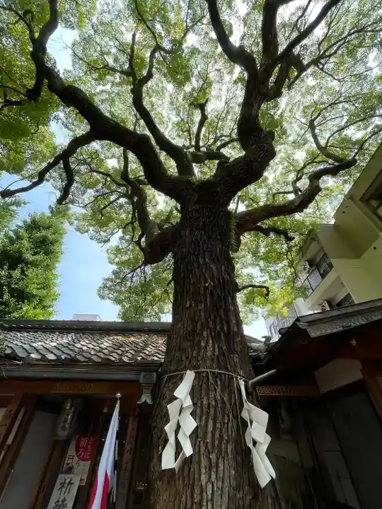 若一神社の自然