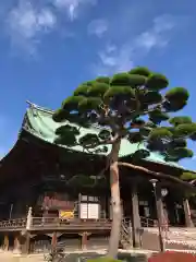 護国寺の本殿