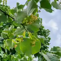 真言宗神道派大本山 宝珠院の自然