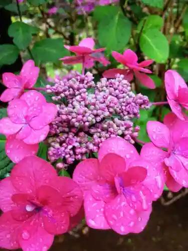 鳩森八幡神社(東京都)