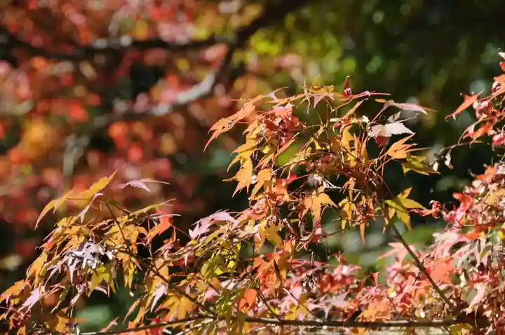 両足寺(山口県)