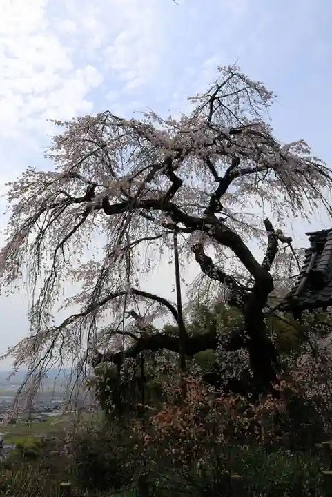 地蔵院(京都府)