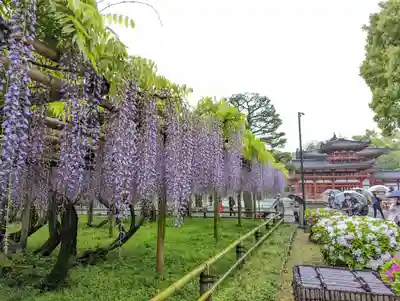 平等院(京都府)