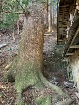 尾出山神社の自然