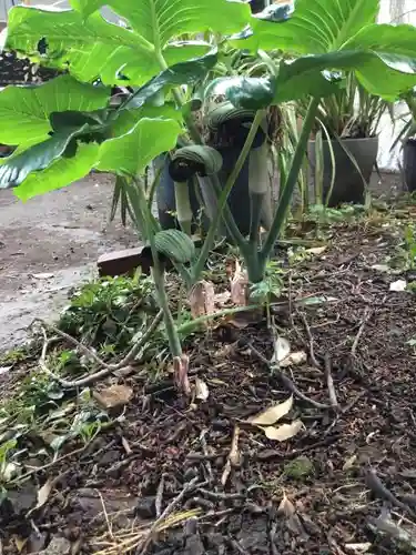 太子堂八幡神社の自然