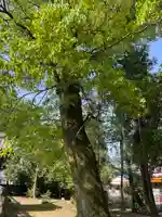 神明社(開明神明郭)の自然