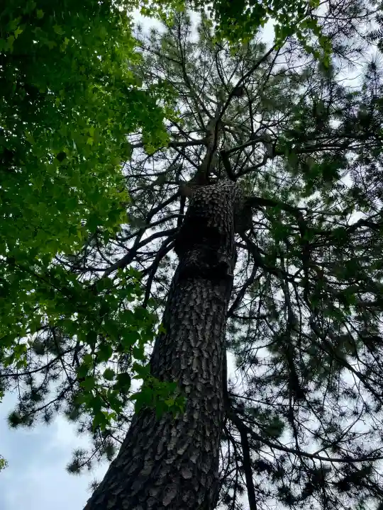 松先稲荷神社(千葉県)