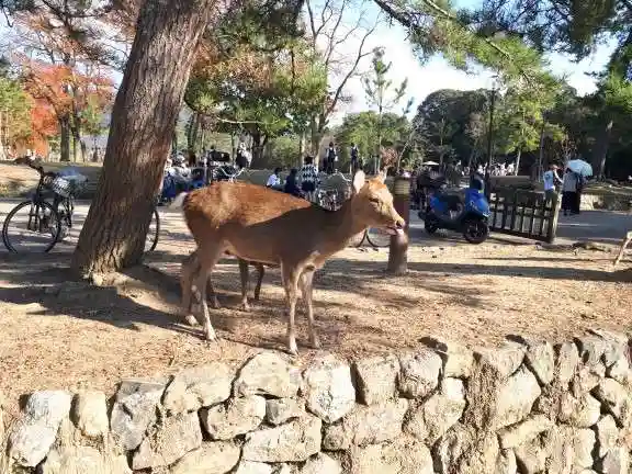 東大寺(奈良県)