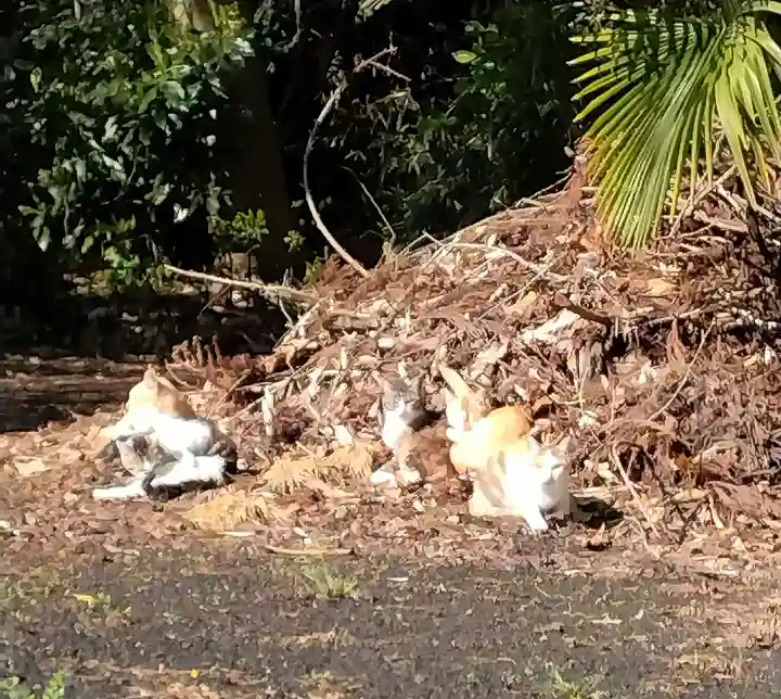 白山神社(宮城県)
