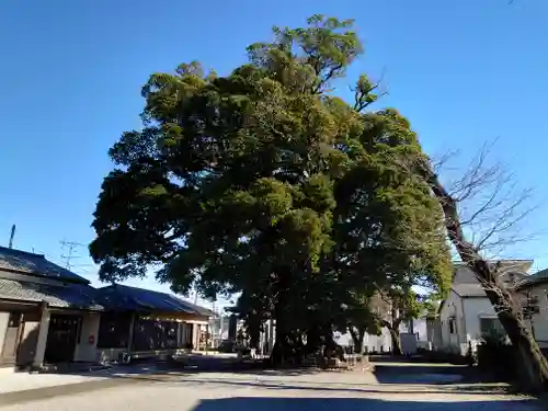 高麗川神社の自然