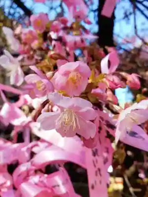桜神宮(東京都)