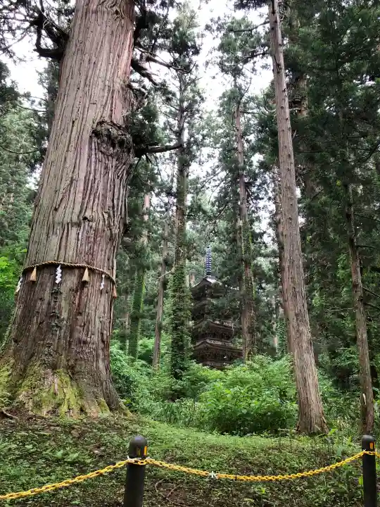 羽黒山五重塔(出羽三山神社)(山形県)