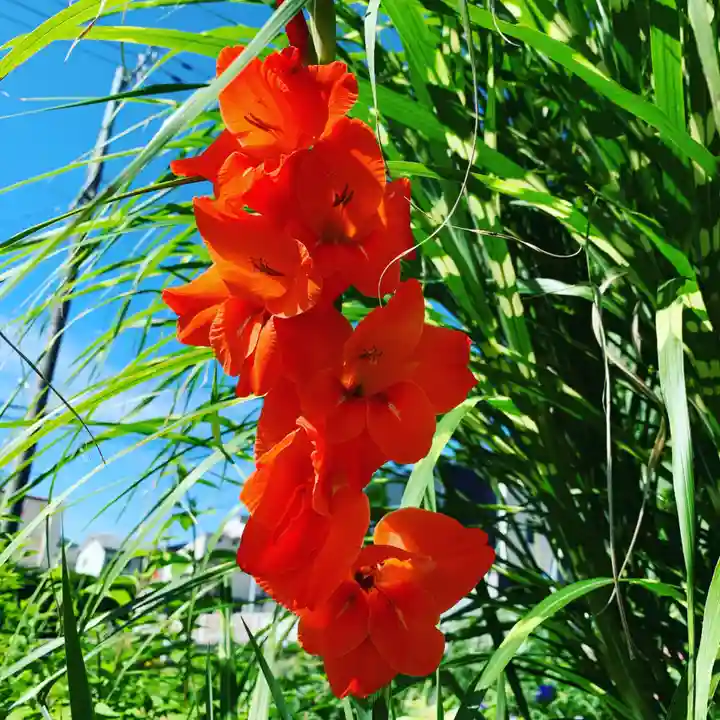 豊景神社の自然