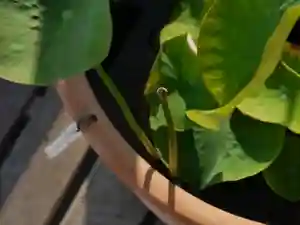 極楽山 浄土寺の自然(2021年06月12日(土) 20時00分36秒投稿)