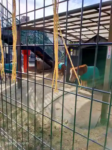 五方山熊野神社の動物