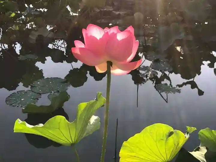 牟禮山観音禅寺の自然