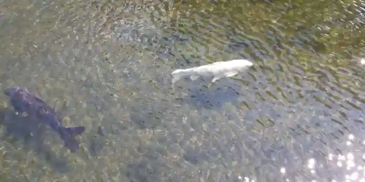 北海道護國神社の動物