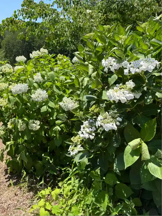 市杵島神社(高萩八幡宮境内社)(茨城県)
