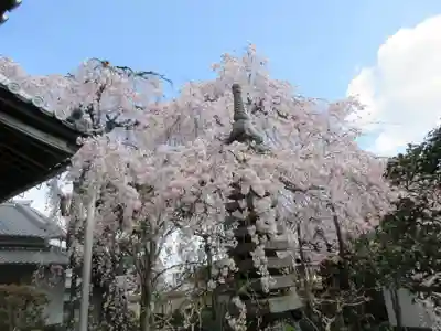 専称寺の庭園