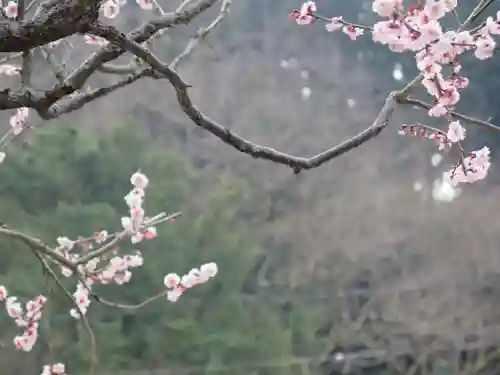 太宰府天満宮の自然