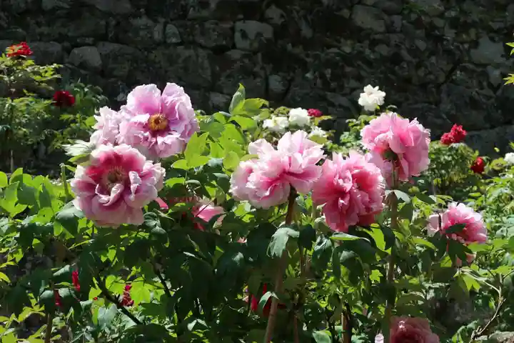 長谷寺(奈良県)