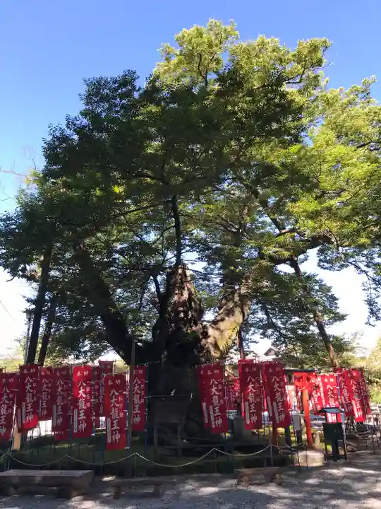 秩父今宮神社の自然